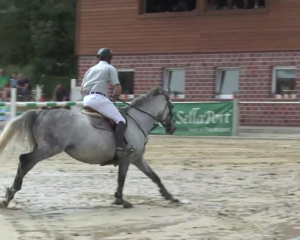 broodmare Clementine 15 (Westphalian, 2002, from Capitalist) broodmare Clementine 15 (Westphalian, 2002, from Capitalist)