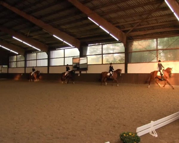 broodmare Datscha (Westphalian, 1993, from Daenenkoenig)