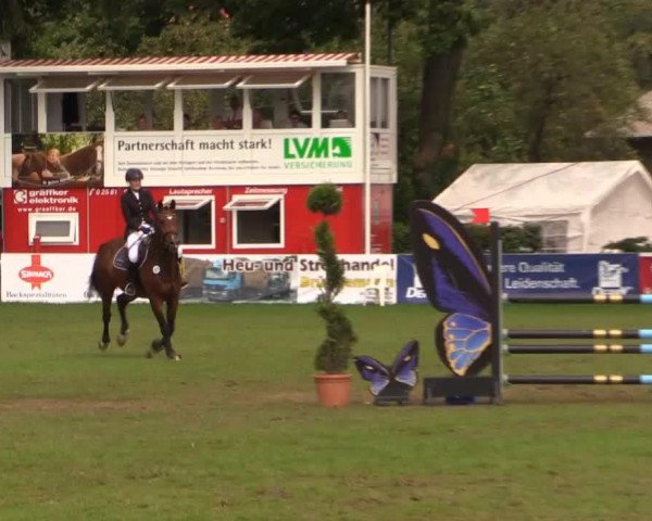 jumper Harry Boo 2 (Westphalian, 2004, from Holland)