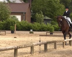 Dressurpferd Lucky Time (Westfale, 1999, von Laurentianer)
