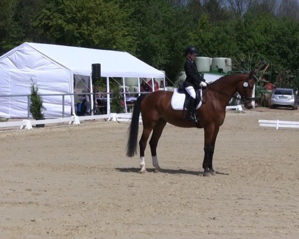 dressage horse Earl of Jo (Westphalian, 1996, from Ehrentusch) dressage horse Earl of Jo (Westphalian, 1996, from Ehrentusch)