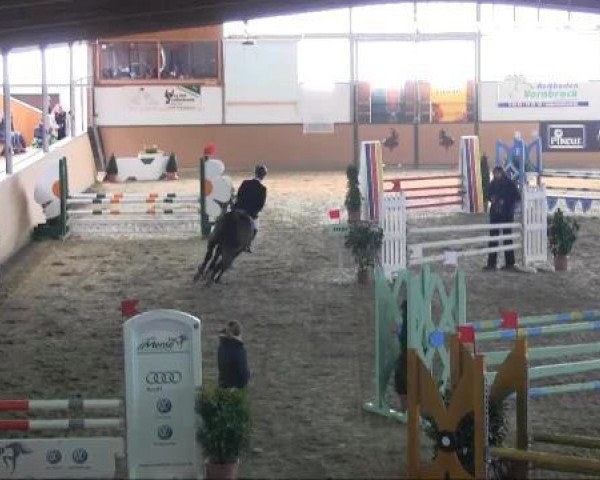 Springpferd Florissa (Westfale, 1996, von Focus)