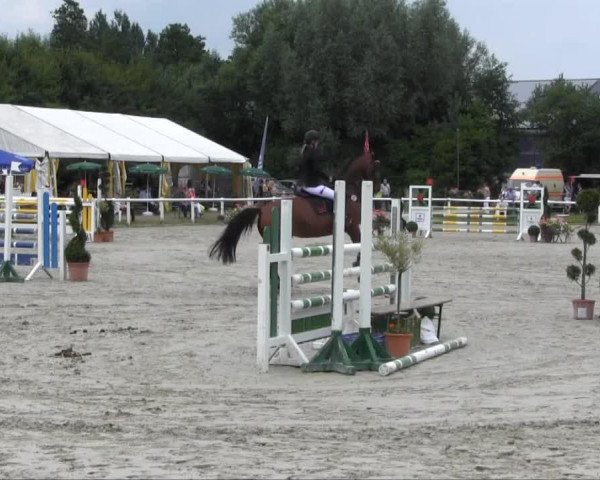 broodmare Peggy-Sue (Westphalian, 1999, from Pluspunkt)