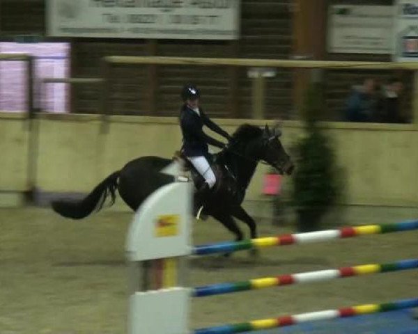 jumper Otto WE (German Riding Pony, 2002, from Oosteinds Ricky)