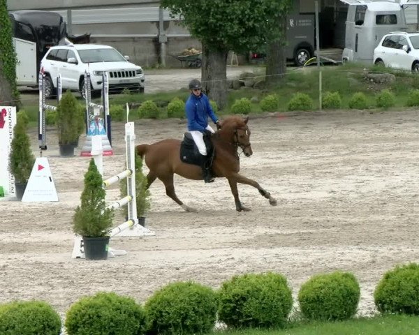 Reitturnier Basel Schänzli 2021