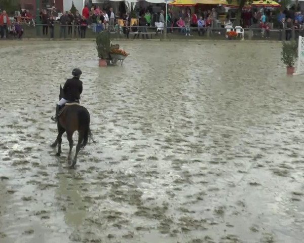 Zuchtstute Valerie (Deutsches Reitpony, 1998, von Vivaldi)