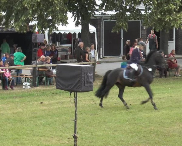 jumper Honeymoon (German Riding Pony, 1998, from Henry)