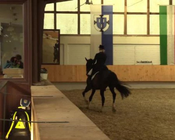 dressage horse Limnos (Westphalian, 2005, from Laudabilis)