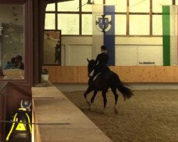 dressage horse Limnos (Westphalian, 2005, from Laudabilis)