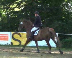Springpferd Elfi 136 (Hannoveraner, 2004, von Silvio I)