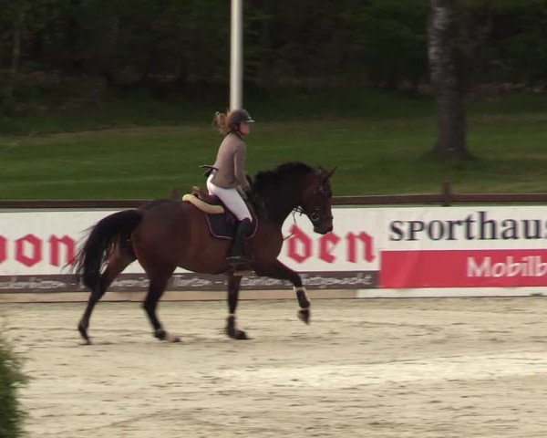 Reitturnier Westergellersen 2021