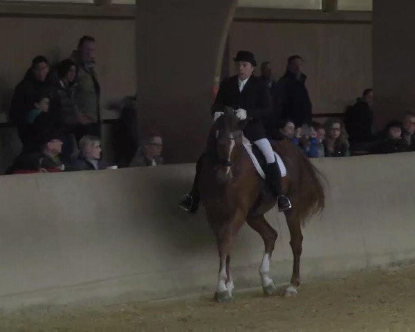 Dressurpferd Ravell Mondial (Oldenburger, 1999, von Rubino Rosso)