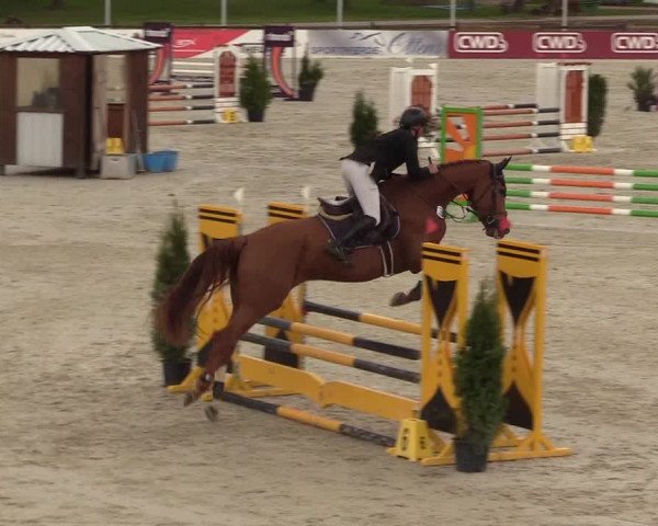 Reitturnier Westergellersen 2021
