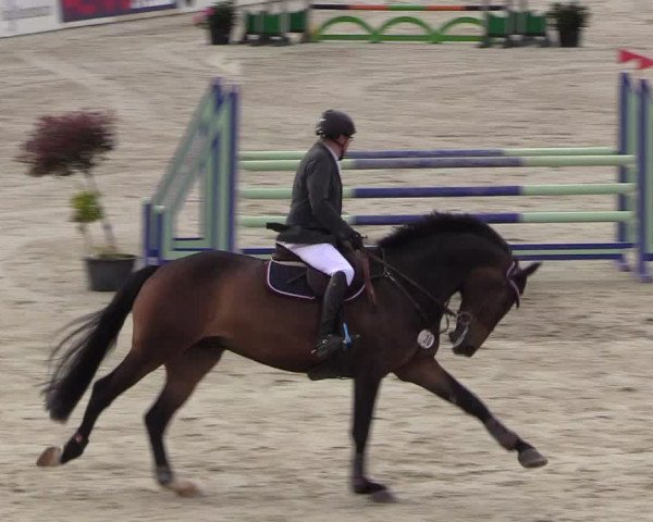 Reitturnier Westergellersen 2021