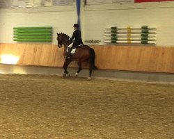 dressage horse Fred Astaire 14 (Westphalian, 2004, from Faveur)