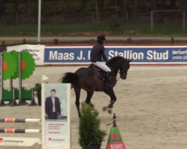 Reitturnier Westergellersen 2021