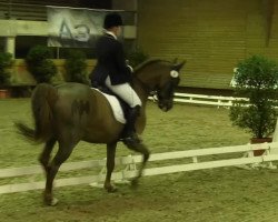 dressage horse Börny (Westphalian, 2003, from Banditentraum)