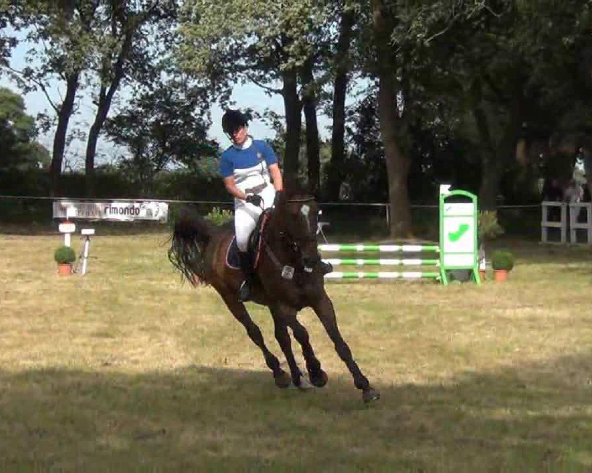 Springpferd Lanzero (Holsteiner, 2006, von Lavall II)