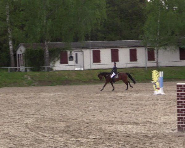Reitturnier Lgl.-Oberhain, B95 2021