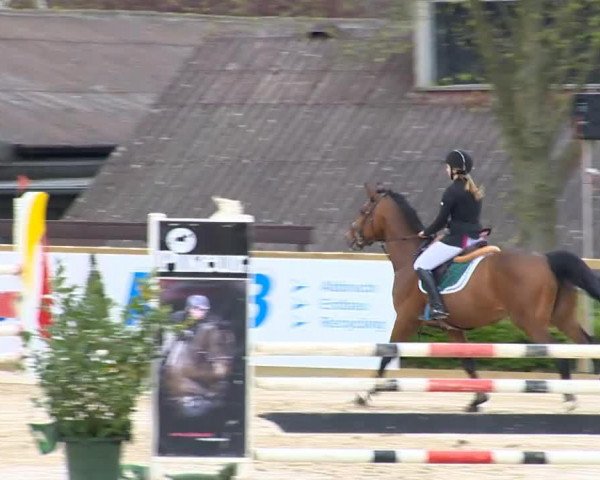 Springpferd Caderas M (Österreichisches Warmblut, 2006, von Chambertin)