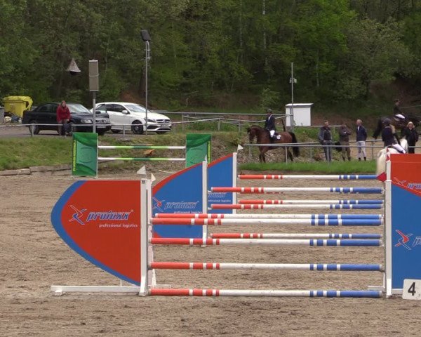 Reitturnier Lgl.-Oberhain, B95 2021