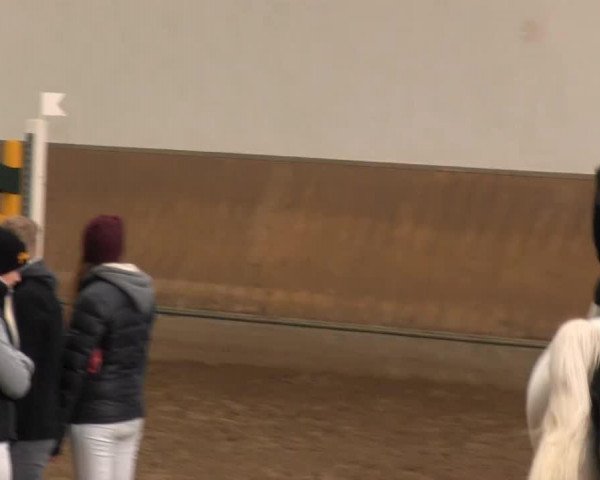 jumper Retina (Hanoverian, 1994, from Rebel Z I)