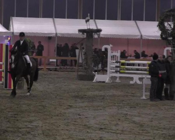 Springpferd Campbell 6 (Holsteiner, 2004, von Caretino)