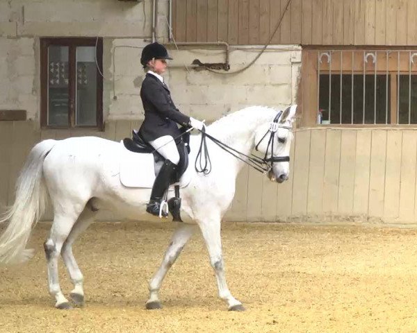 broodmare Ragazza 38 (Württemberger, 1996, from Ragazzo)