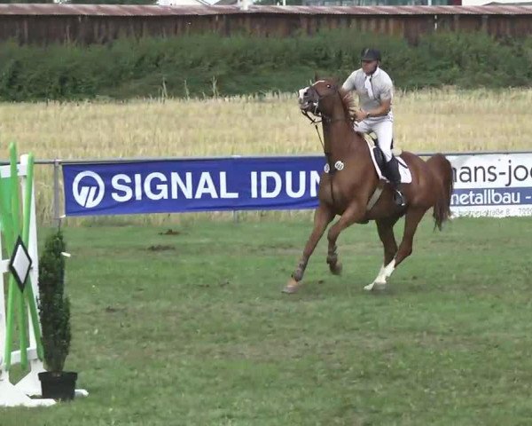 Springpferd Nico 931 (KWPN (Niederländisches Warmblut), 1995, von Goodtimes)