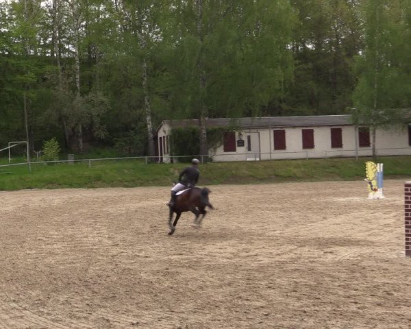 Reitturnier Lgl.-Oberhain, B95 2021