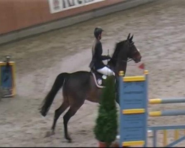 jumper Anatomie-H (Hanoverian, 2001, from Libero H)