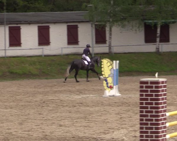 Reitturnier Lgl.-Oberhain, B95 2021