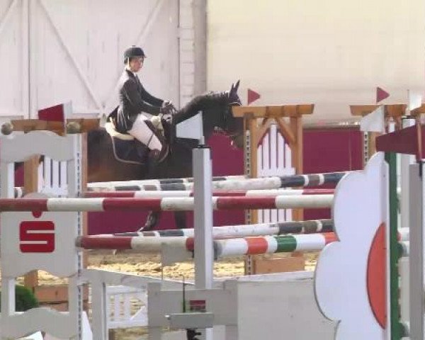 jumper Calvido Z (Zangersheide riding horse, 1998, from Calvin Z)