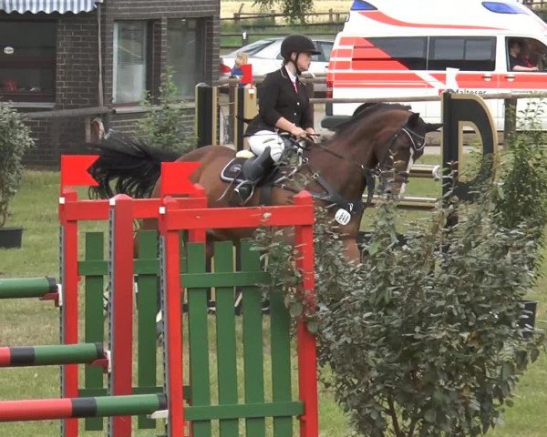 jumper Thor 71 (Belgian Warmblood, 1996, from Ahorn)