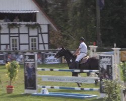 jumper Forrest Gump 59 (KWPN (Royal Dutch Sporthorse), 1994, from Concorde)