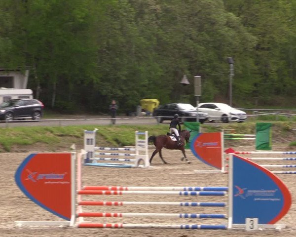 Reitturnier Lgl.-Oberhain, B95 2021