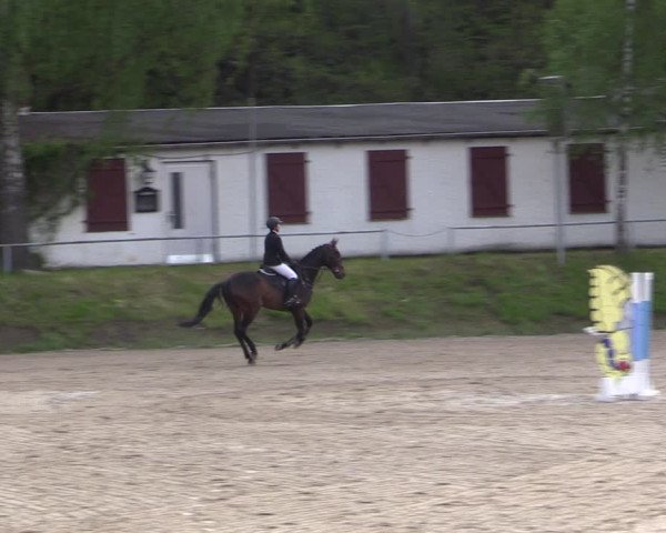 Reitturnier Lgl.-Oberhain, B95 2021