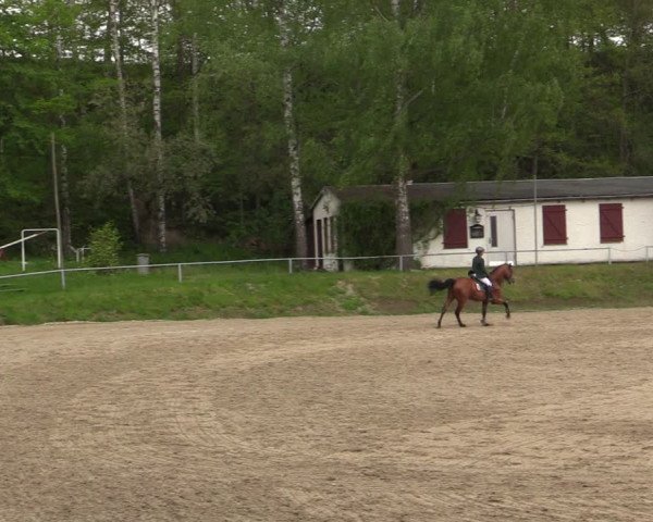 Reitturnier Lgl.-Oberhain, B95 2021