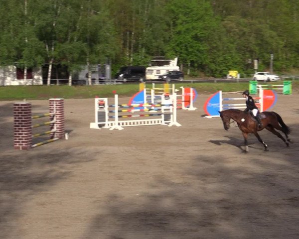 Reitturnier Lgl.-Oberhain, B95 2021
