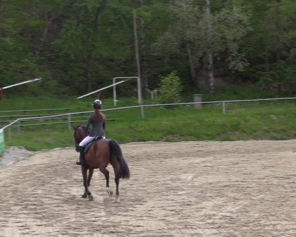 Reitturnier Lgl.-Oberhain, B95 2021