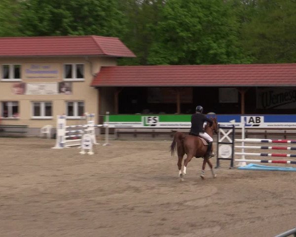 Reitturnier Lgl.-Oberhain, B95 2021