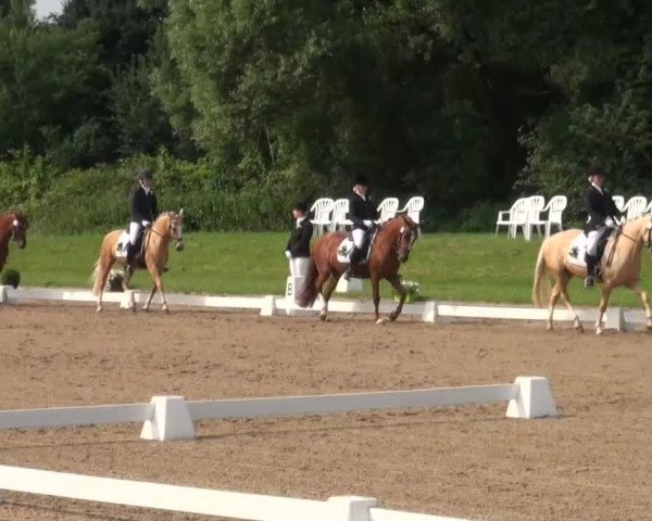dressage horse Dianmay (German Riding Pony, 2005, from Dornik B)