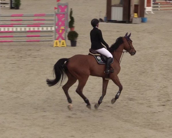 Reitturnier Westergellersen 2021