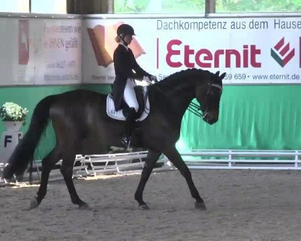 dressage horse Cajetan LLC (Bavarian, 2004, from Charming 8)