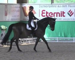 dressage horse Cajetan LLC (Bavarian, 2004, from Charming 8)