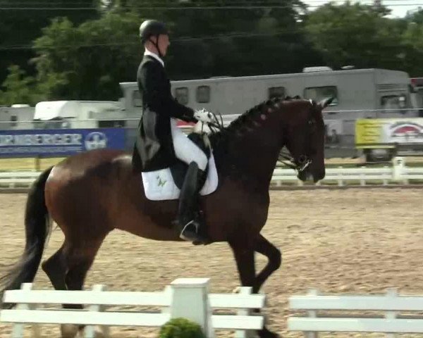 dressage horse Freixenet 63 (Hanoverian, 2004, from Florestan I)