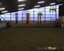 stallion Non Stop (Haflinger, 1986, from Never)