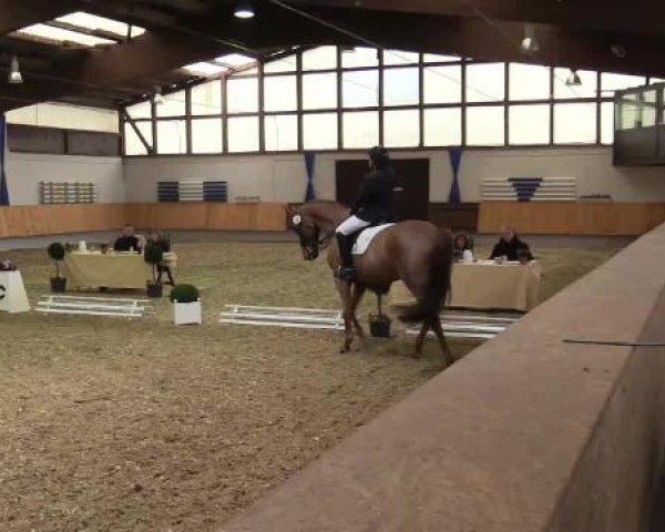 dressage horse Remarque BS (Oldenburg, 2003, from Rubin Royal OLD)