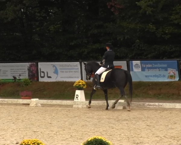 dressage horse Offshore's Amadeo (German Riding Pony, 2003, from Offshore Energy R)