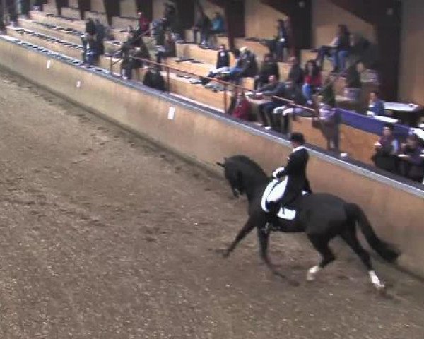 Dressurpferd Qualia (Oldenburger, 2005, von Quando-Quando)